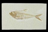 Fossil Fish (Diplomystus) - Green River Formation #137975-1